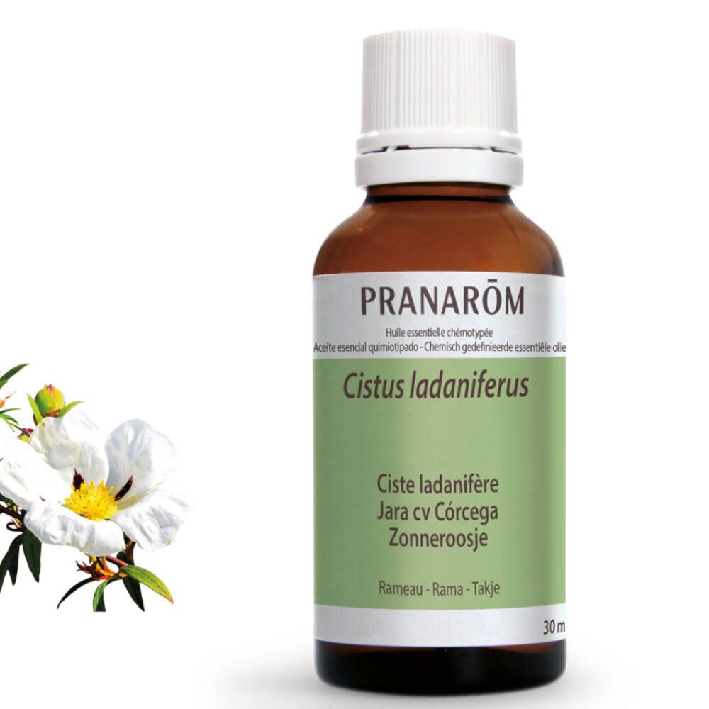 PRANAROM Zistrose